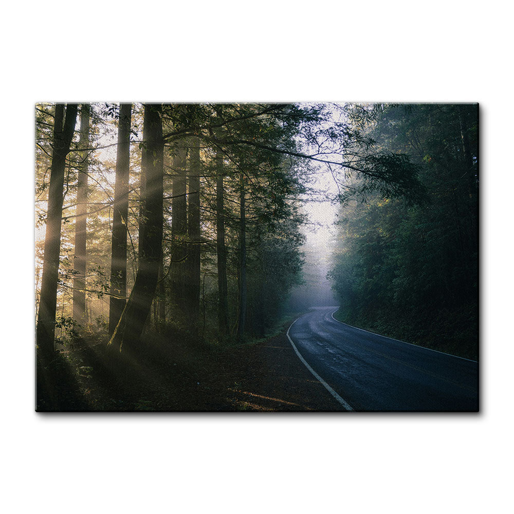 Redwood National and State Parks Wall Art