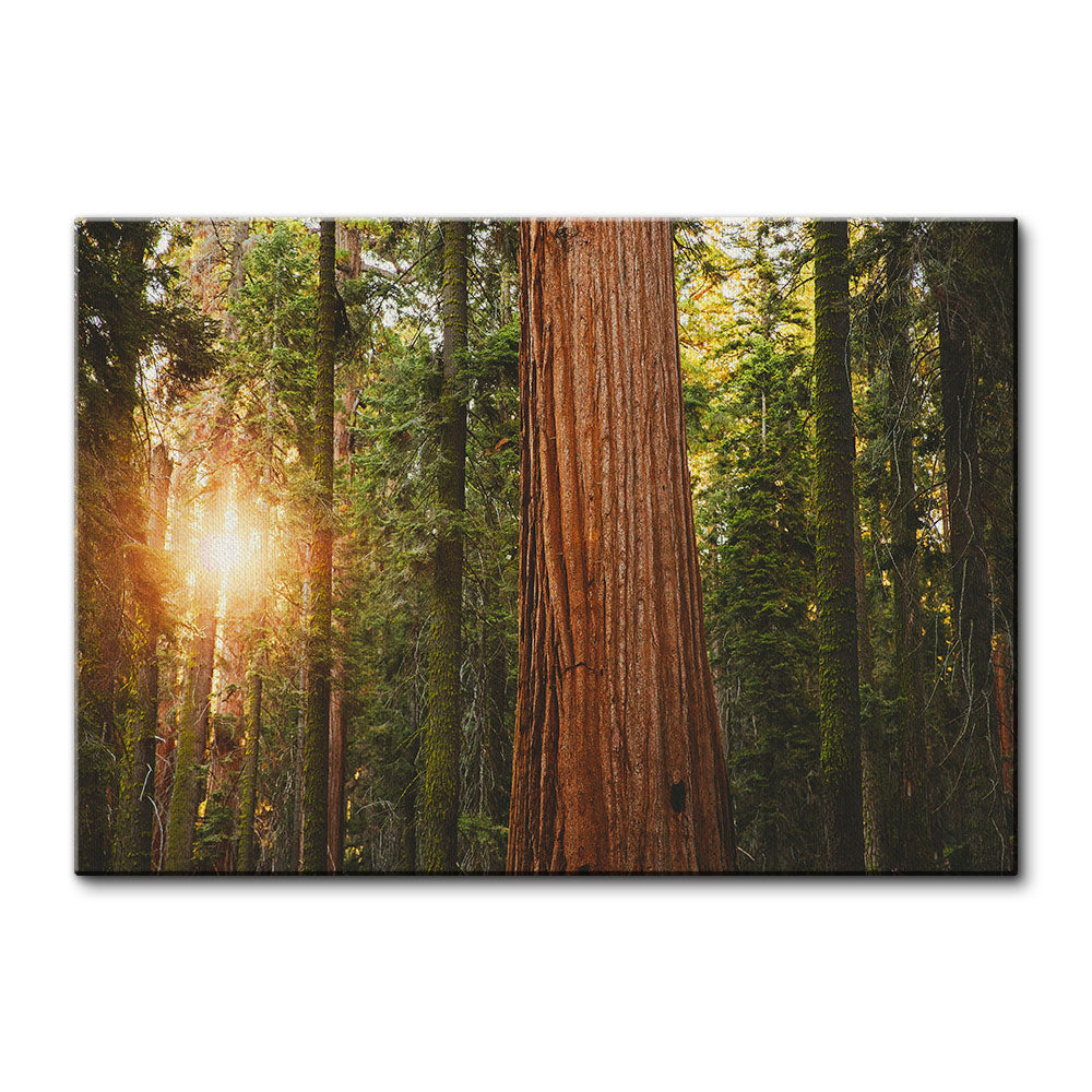 Sequoia National Park Wall Art