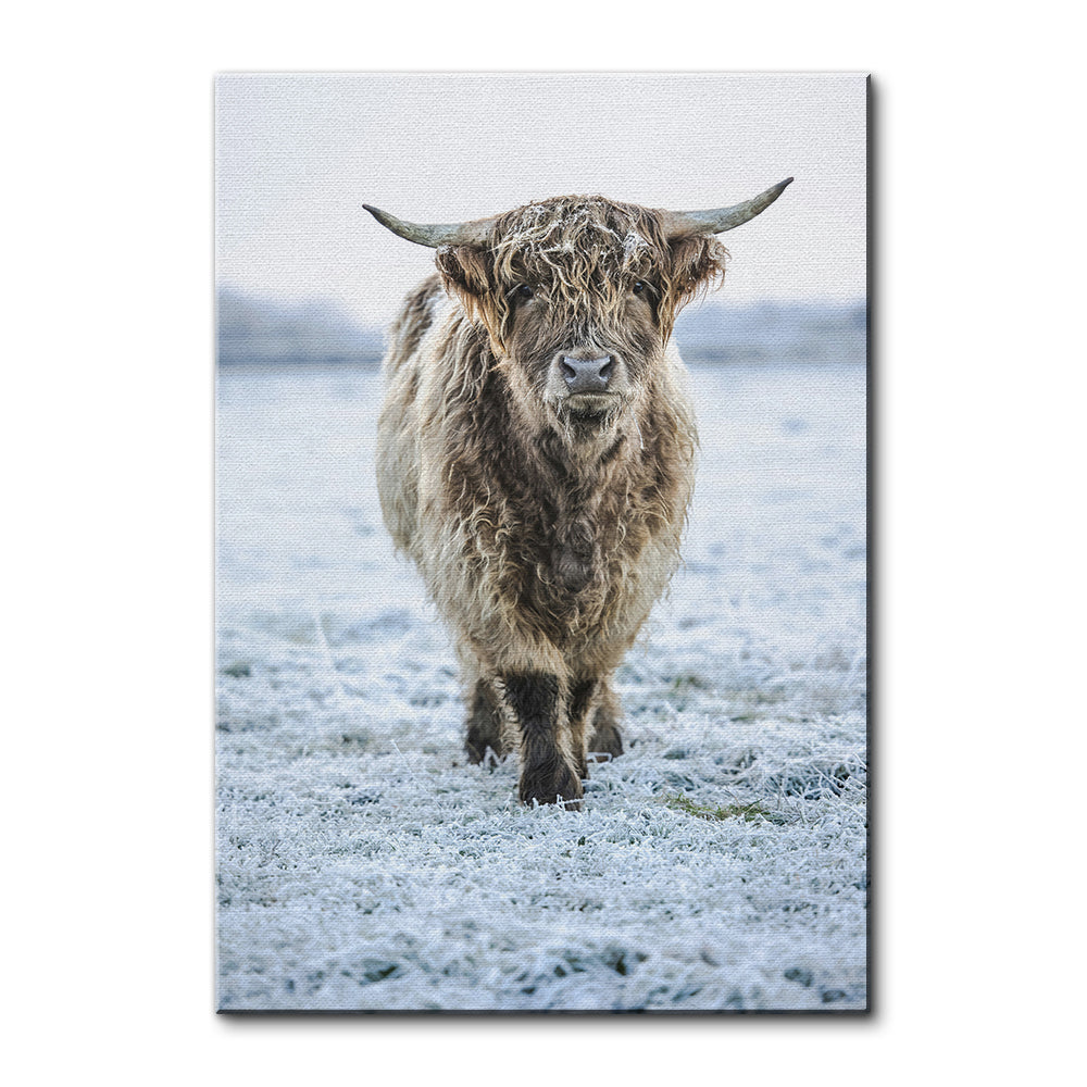 Winter Highland Cow Wall Art