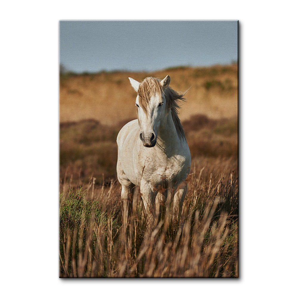 Safari White Horse Wall Art