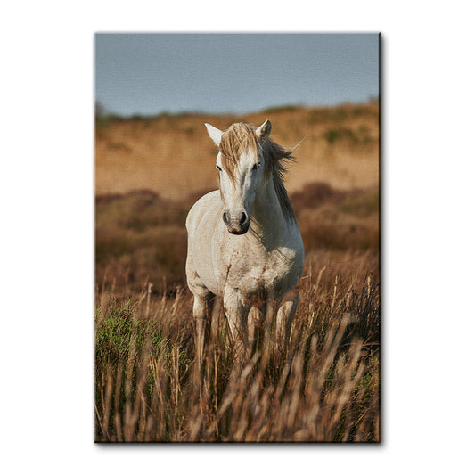 Safari White Horse Wall Art