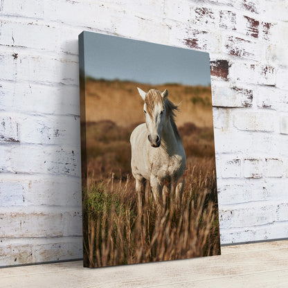 Safari White Horse Wall Art