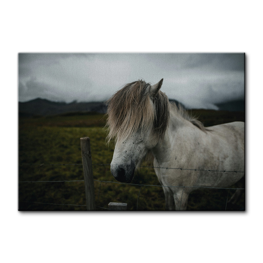 White Horse Wall Art