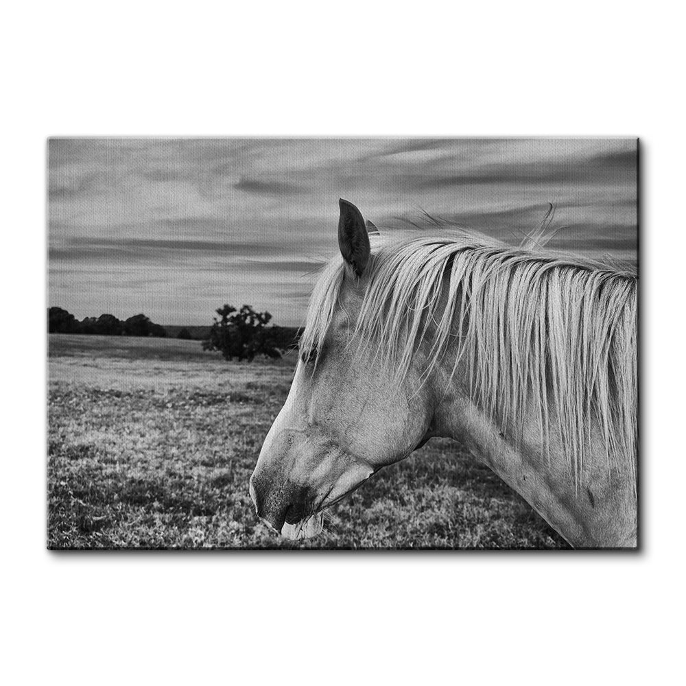 Black White Horse Wall Art