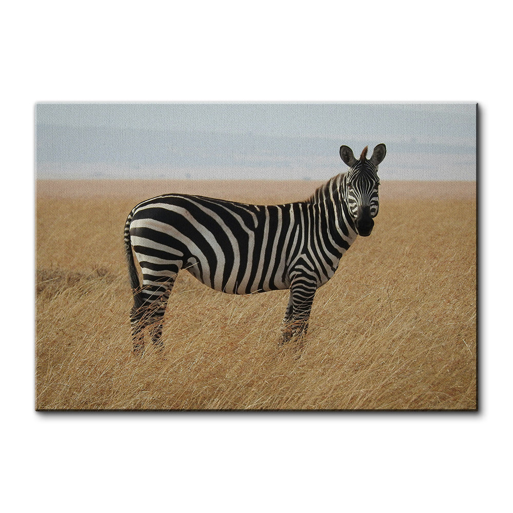 Safari Zebra Wall Art
