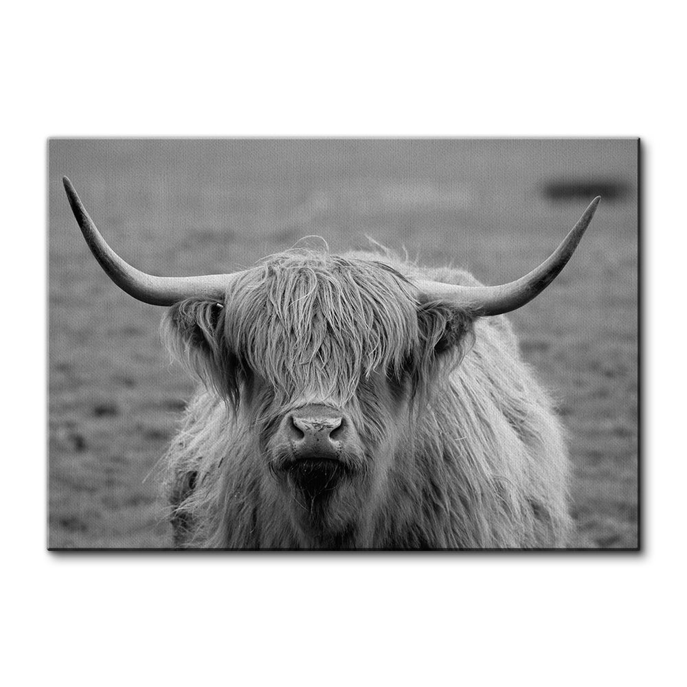Black White Highland Cow Wall Art