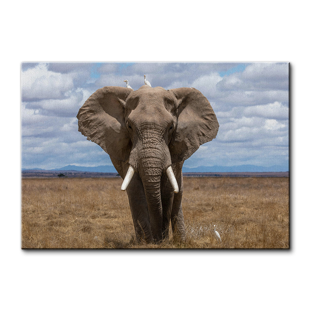 Safari Elephant Wall Art