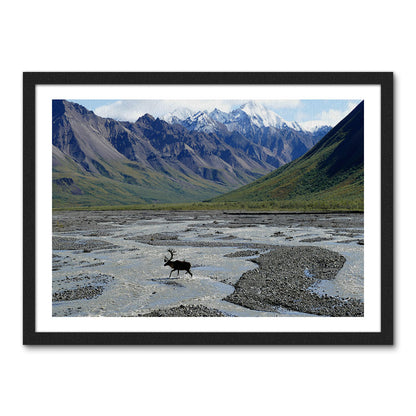 Denali National Park and Preserve Wall Art