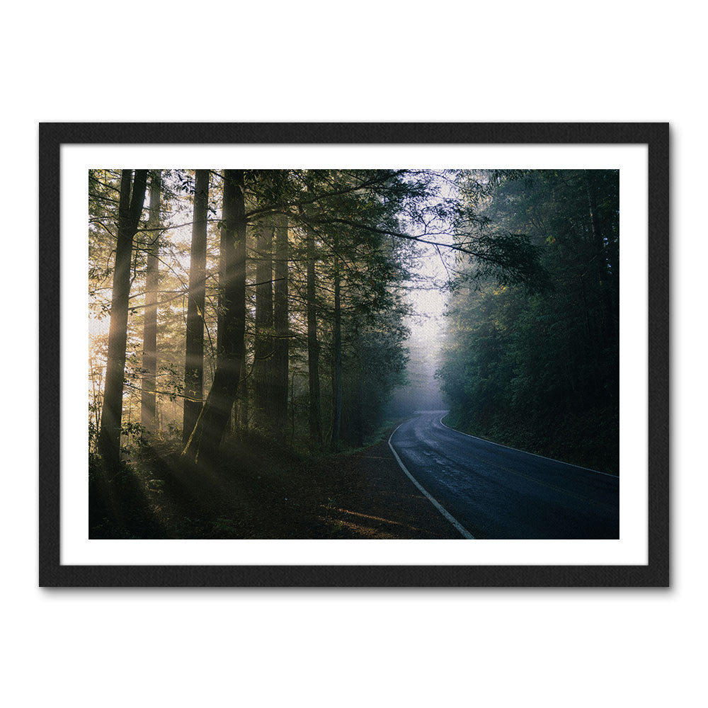 Redwood National and State Parks Wall Art