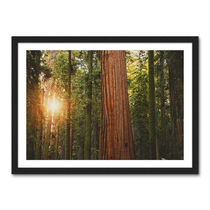 Sequoia National Park Wall Art