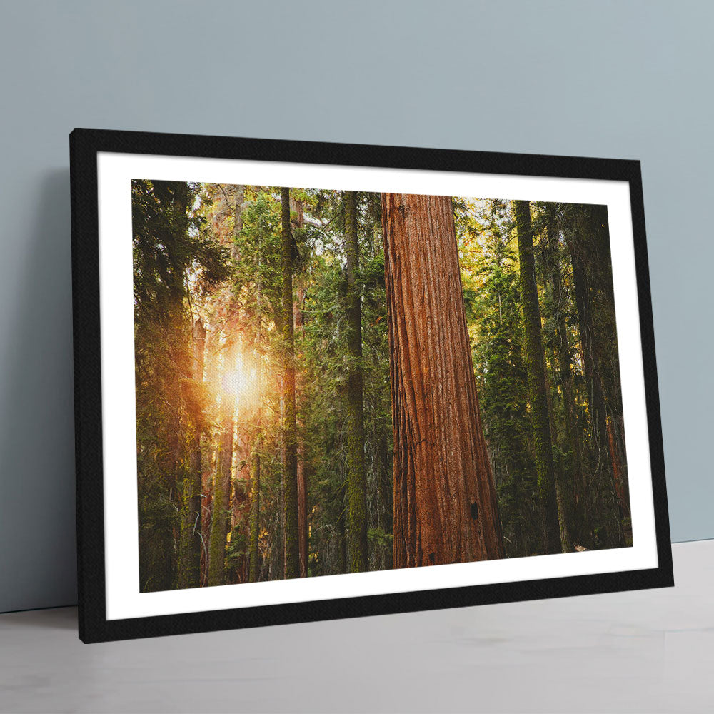 Sequoia National Park Wall Art