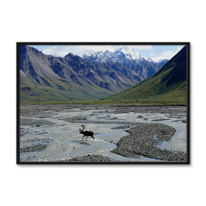 Denali National Park and Preserve Wall Art