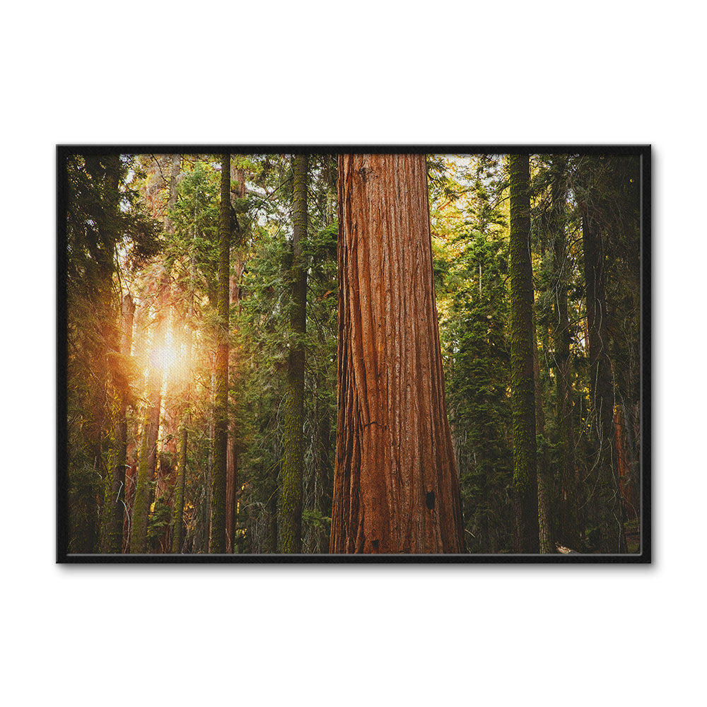 Sequoia National Park Wall Art