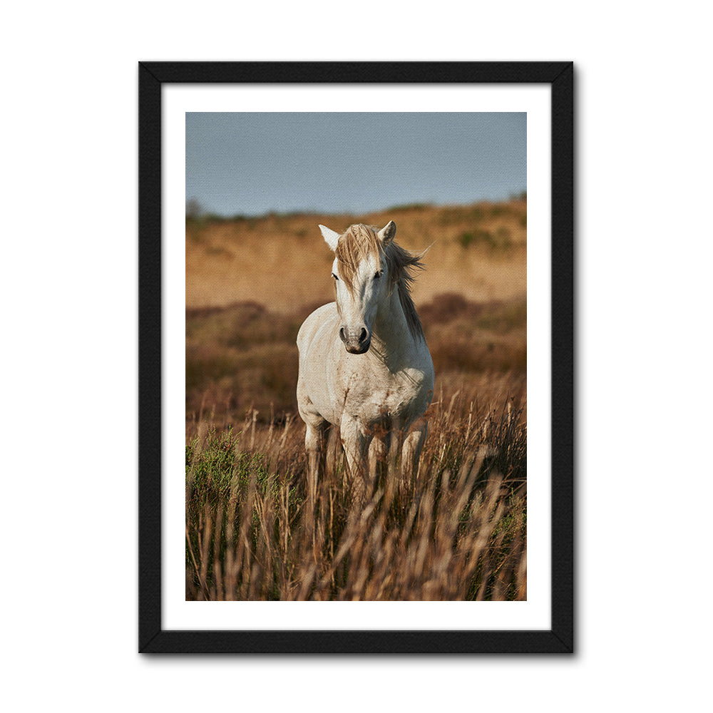 Safari White Horse Wall Art