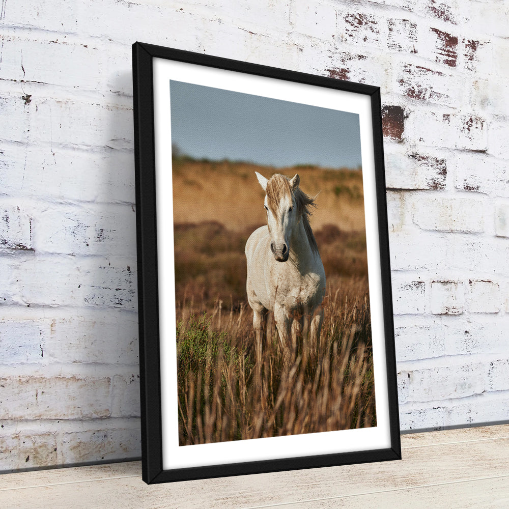 Safari White Horse Wall Art