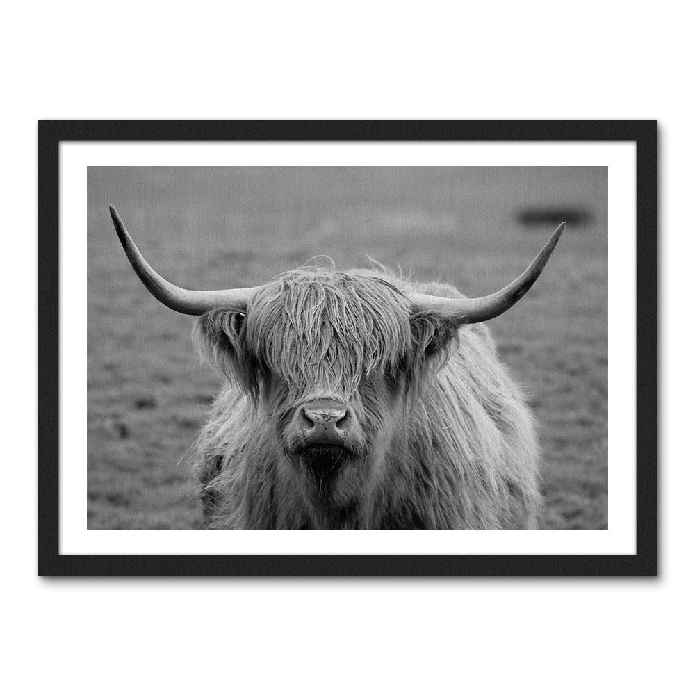 Black White Highland Cow Wall Art