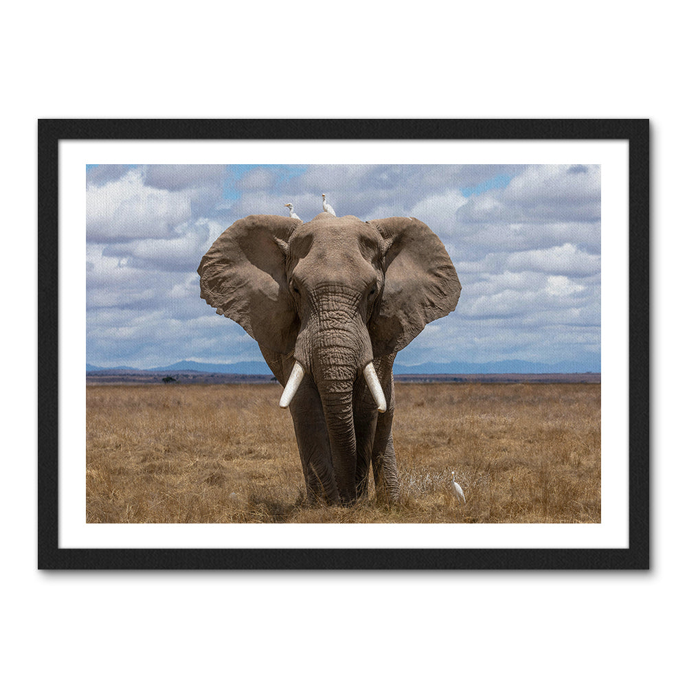 Safari Elephant Wall Art