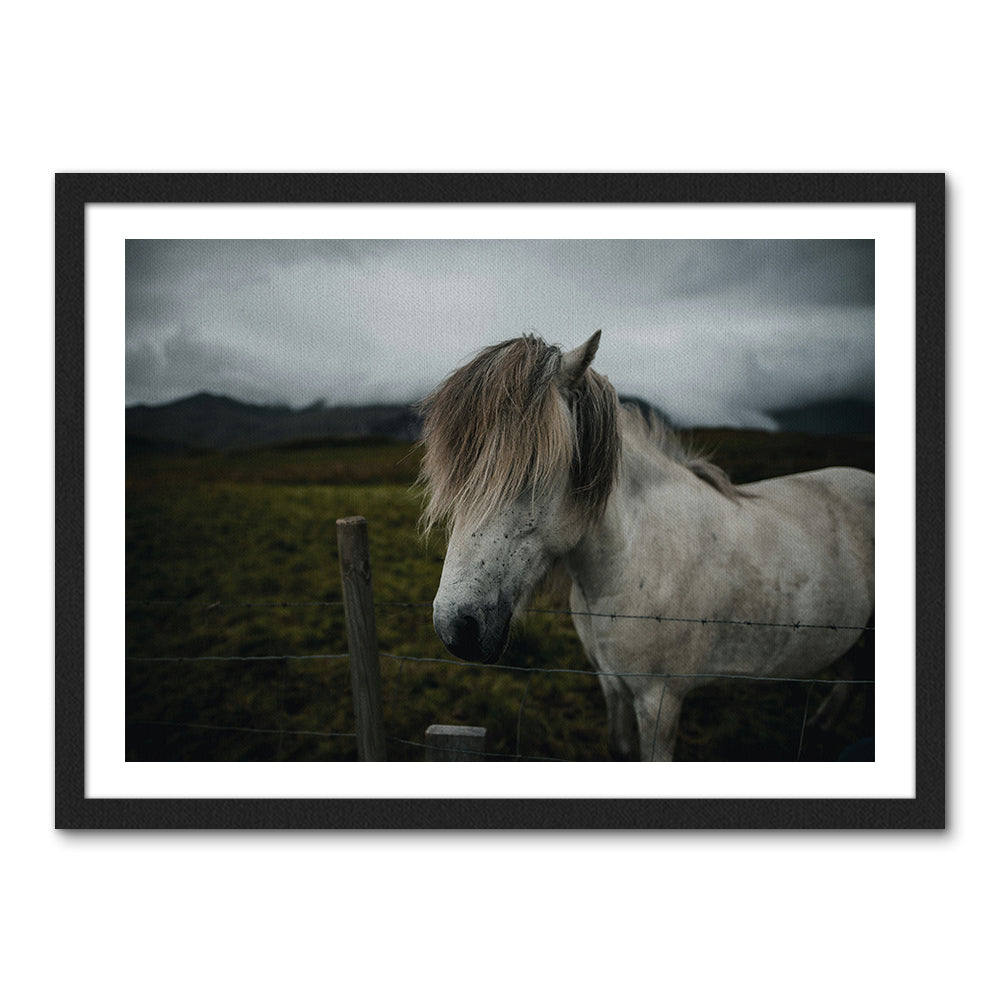 White Horse Wall Art