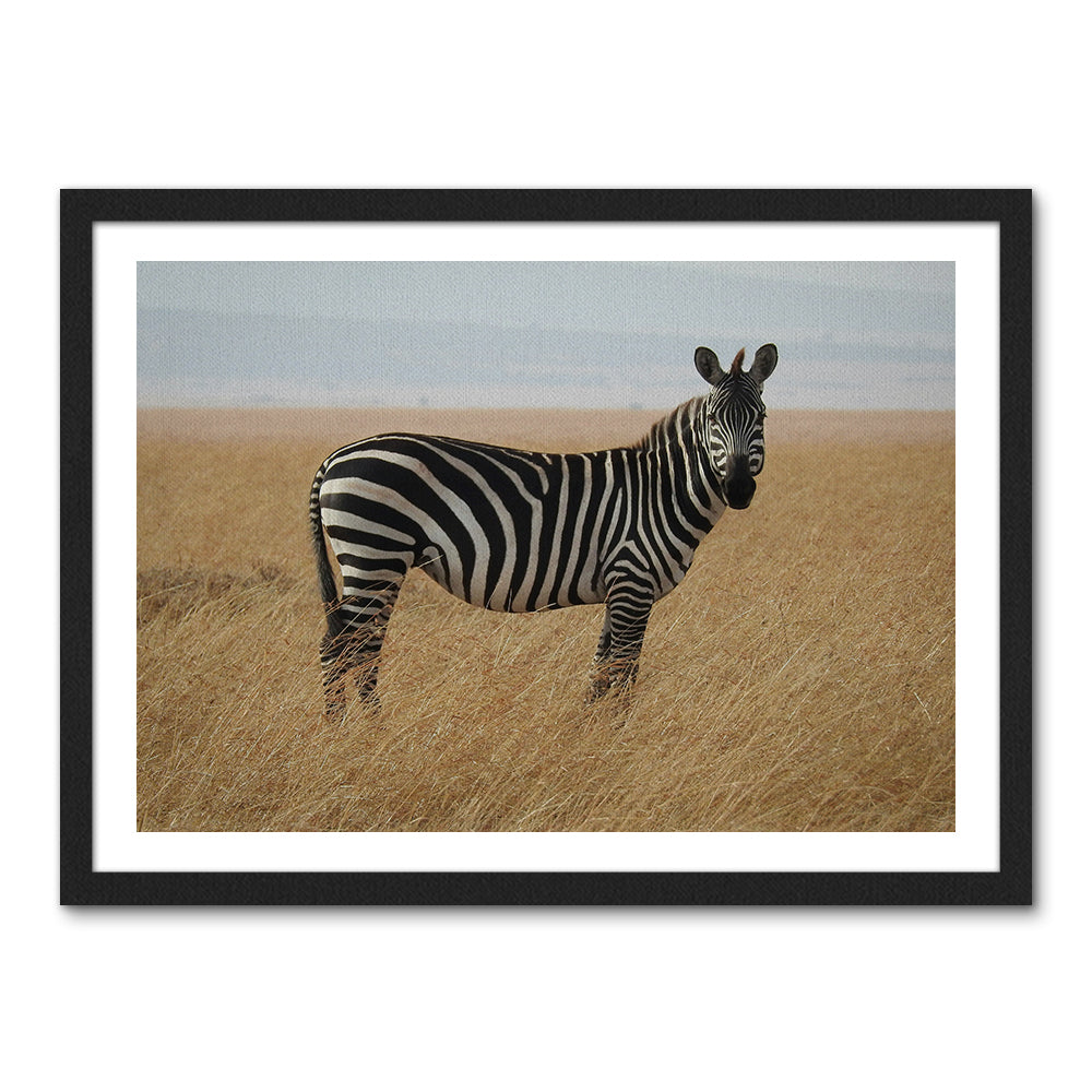 Safari Zebra Wall Art