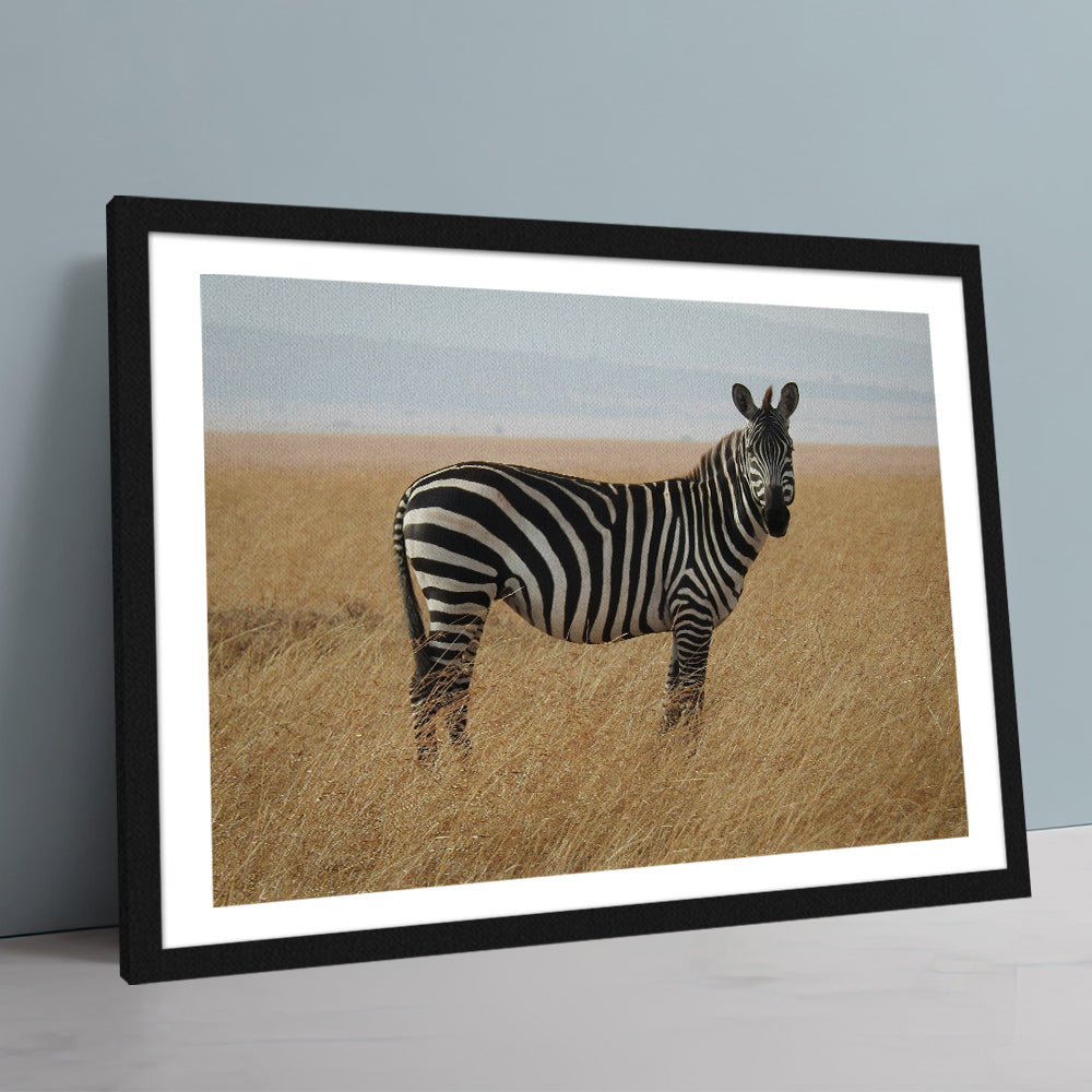 Safari Zebra Wall Art