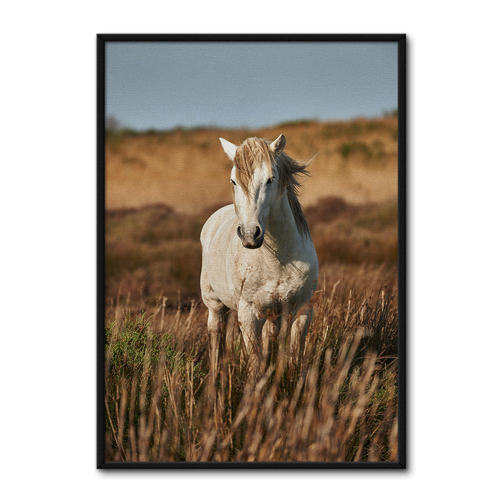 Safari White Horse Wall Art