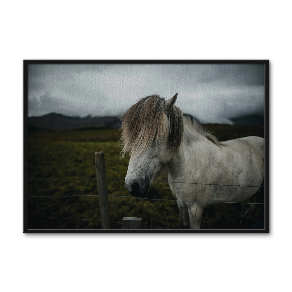 White Horse Wall Art