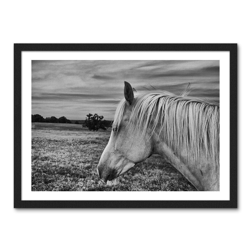 Black White Horse Wall Art