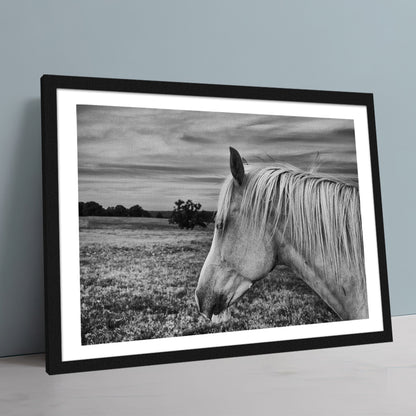 Black White Horse Wall Art
