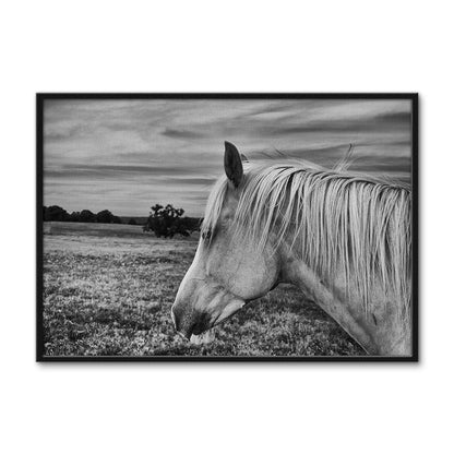 Black White Horse Wall Art
