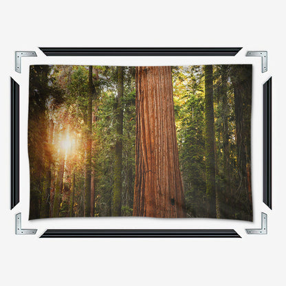 Sequoia National Park Wall Art