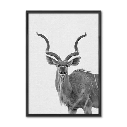 Greater Kudu Wall Art