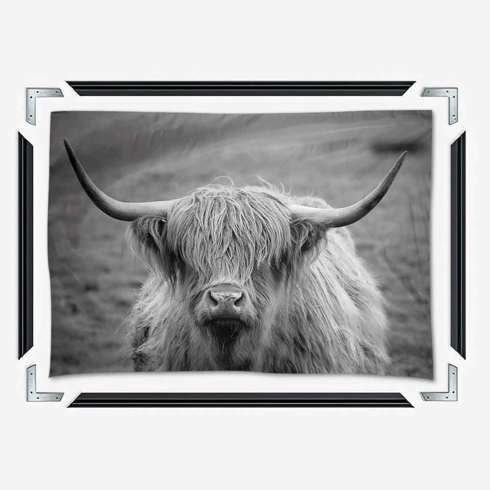 Black White Highland Cow Wall Art