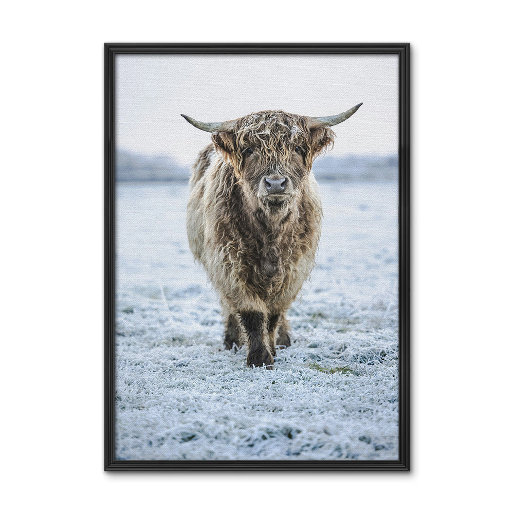Winter Highland Cow Wall Art