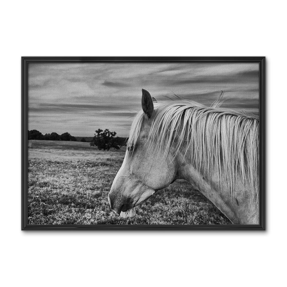 Black White Horse Wall Art