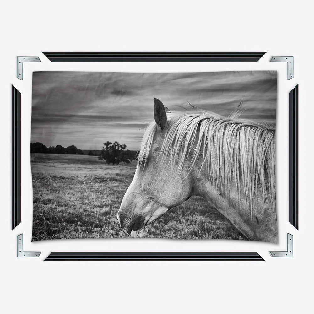 Black White Horse Wall Art