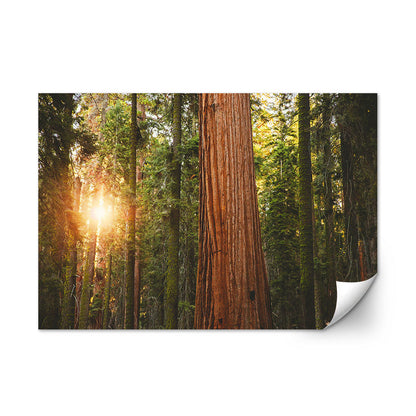 Sequoia National Park Wall Art