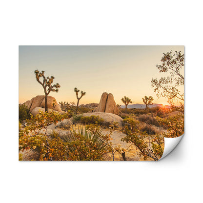 Joshua Tree National Park Wall Art