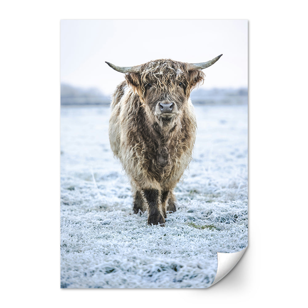 Winter Highland Cow Wall Art