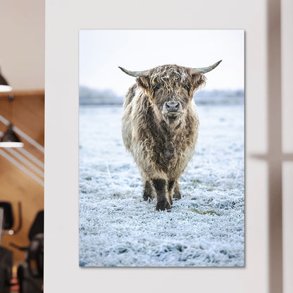 Winter Highland Cow Wall Art