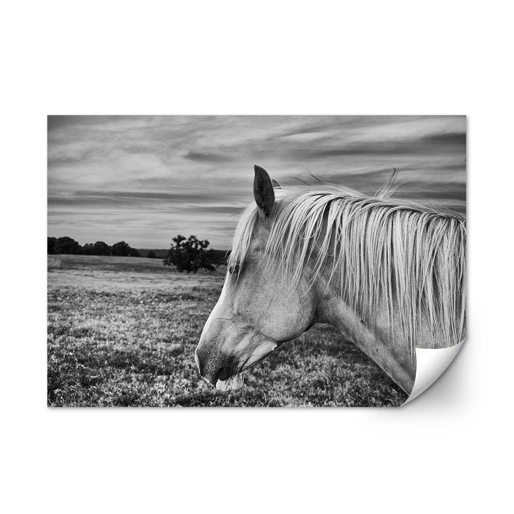 Black White Horse Wall Art
