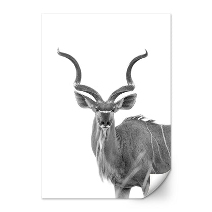 Greater Kudu Wall Art