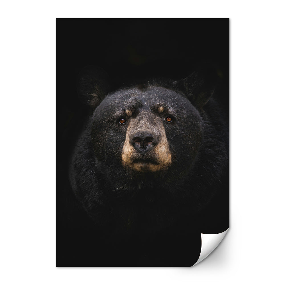 Black Bear Wall Art