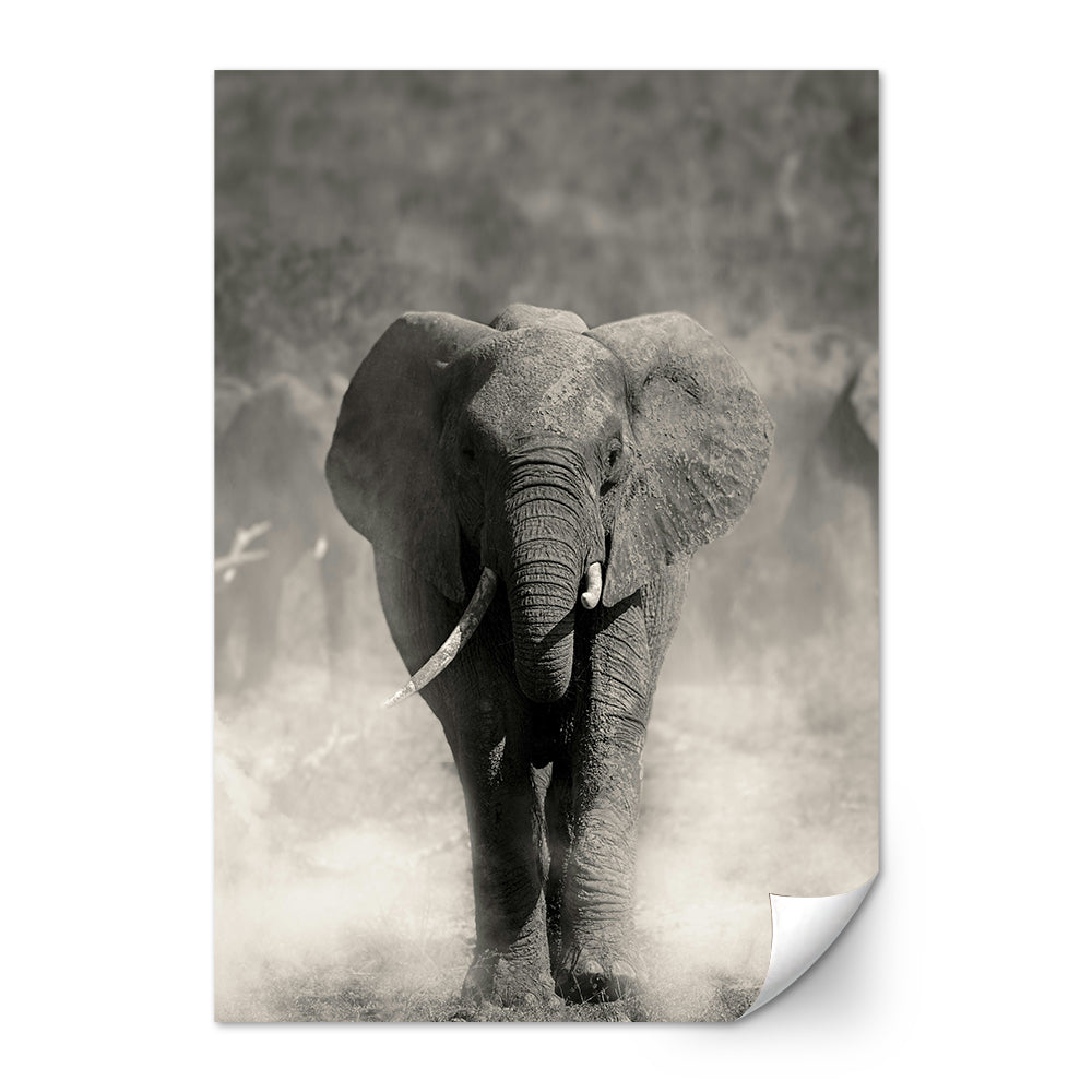 Gray Elephant Wall Art