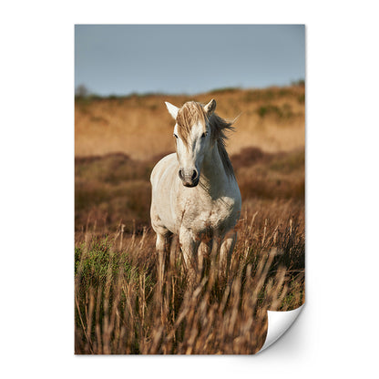 Safari White Horse Wall Art