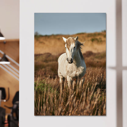 Safari White Horse Wall Art
