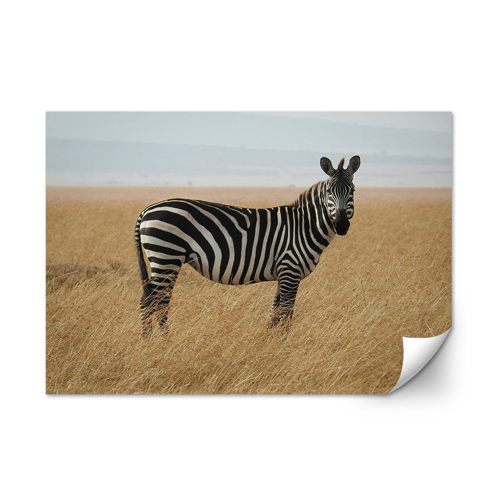 Safari Zebra Wall Art