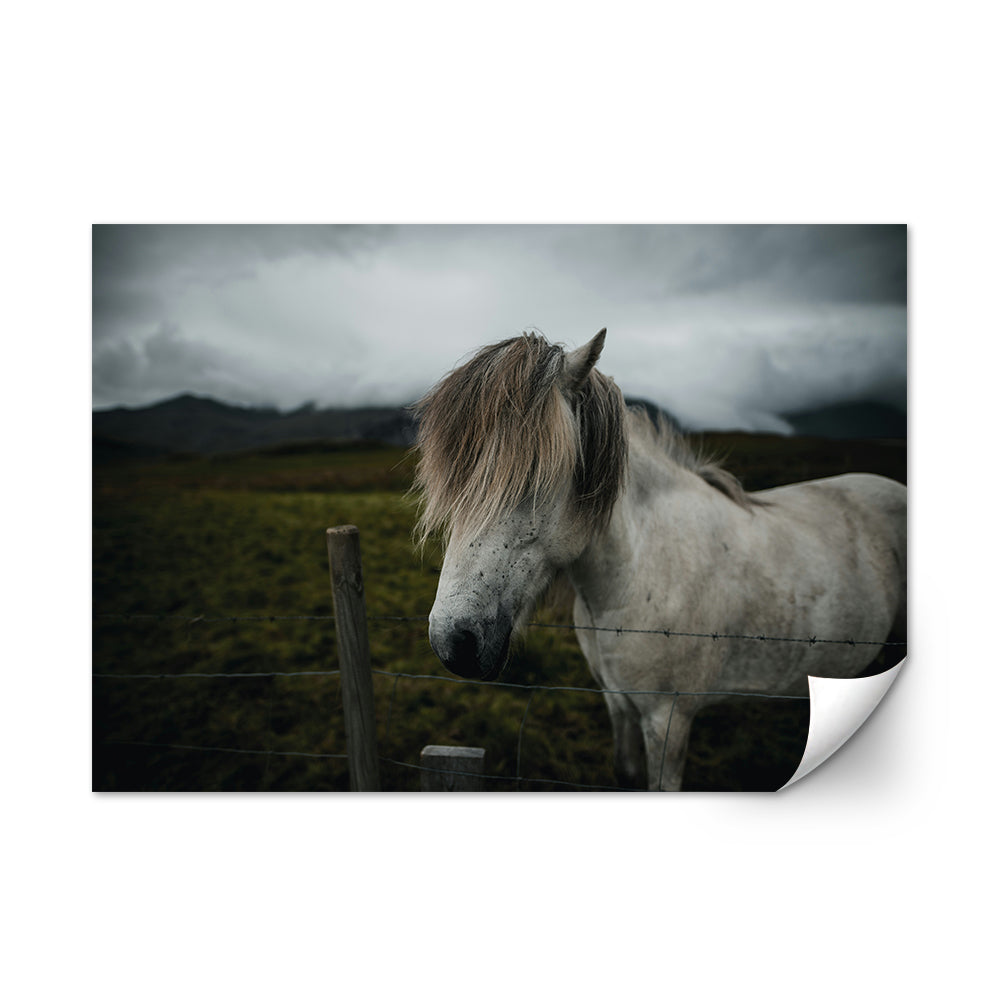 White Horse Wall Art