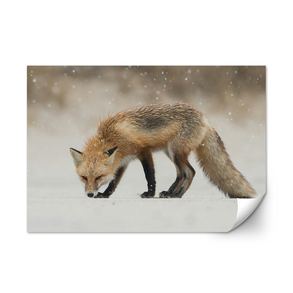 Winter Fox Large Wall Art