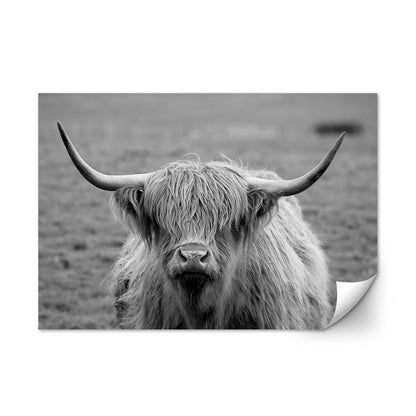 Black White Highland Cow Wall Art
